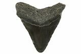 Fossil Megalodon Tooth - South Carolina #321314-1